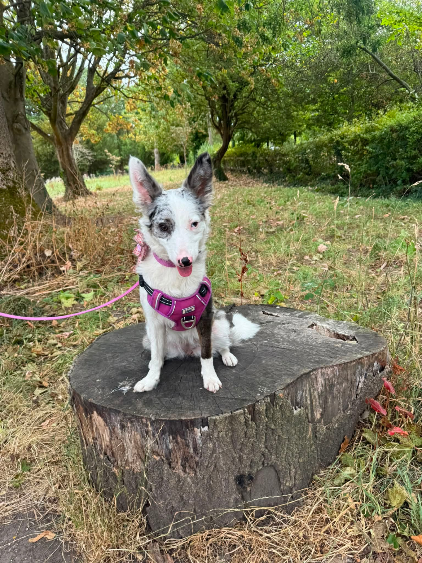 Blue merle border collie sitting on a tree stump in woodland